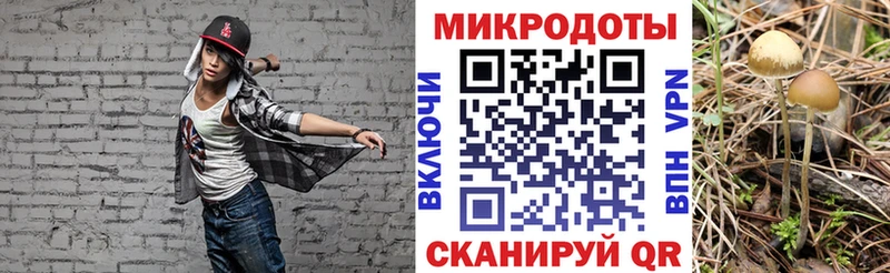 закладка  Шелехов  Галлюциногенные грибы Cubensis 